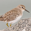 Least Sandpiper
